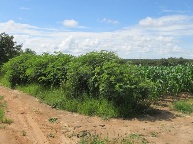 A hedge of ububa at the edge of a maize field